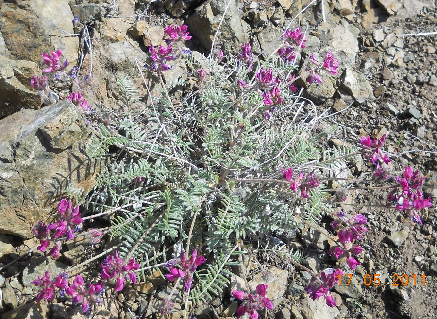 Image of Oxytropis floribunda specimen.