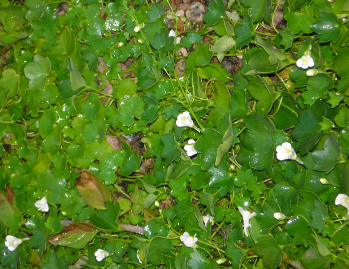 Image of Cymbalaria muralis specimen.