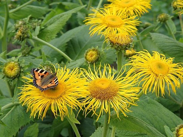 Изображение особи Telekia speciosa.
