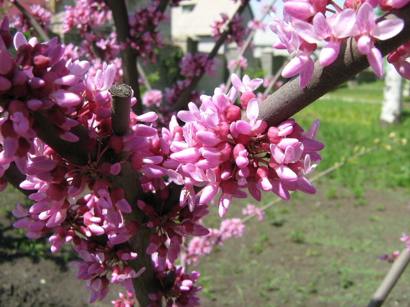 Изображение особи Cercis siliquastrum.