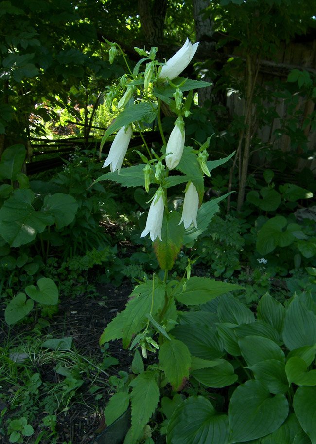 Image of Campanula punctata specimen.