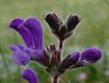 Salvia variety daghestanica