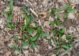 Orchis mascula. Розетки листьев. Крым, гора Северная Демерджи, западный склон, дубовый лес. 20 апреля 2012 г.