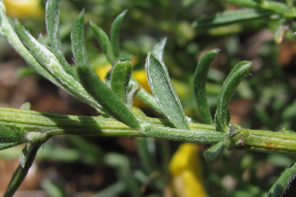Image of Genista juzepczukii specimen.