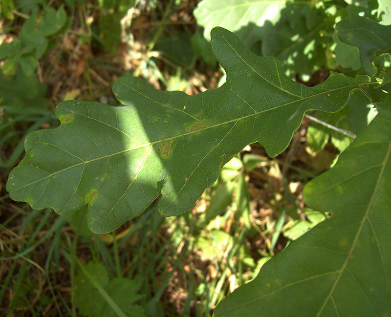 Image of Quercus robur specimen.