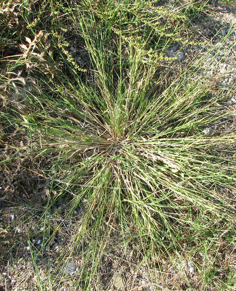 Изображение особи Puccinellia gigantea.