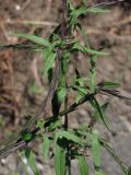 Sisymbrium officinale