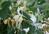 Lonicera japonica. Цветущая ветвь. Черноморское побережье Кавказа, щель Прасковеевская, в культуре. 09.06.2012.