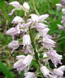 Orchis militaris