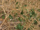 Fallopia convolvulus