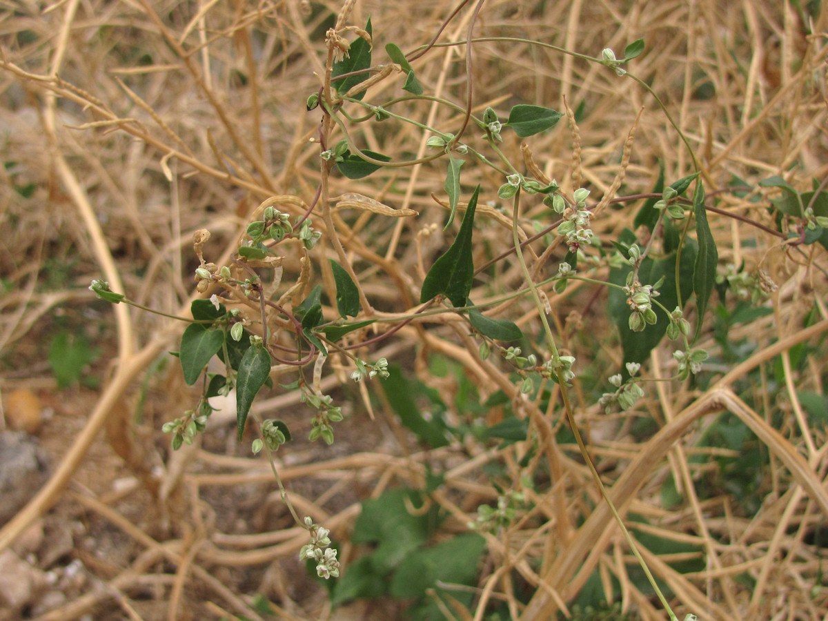 Image of Fallopia convolvulus specimen.