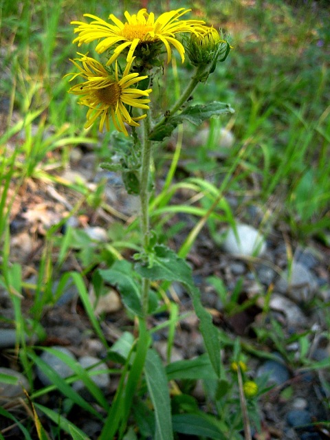 Image of Inula britannica specimen.