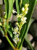 Aconogonon ocreatum разновидность riparium. Соцветие с цветками и бутонами. Республика Саха (Якутия), Томпонский р-н, окрестности села Кескил. 08.07.2012.