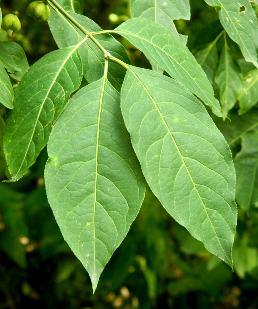 Image of Euonymus europaeus specimen.