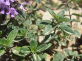 Thymus pseudopulegioides