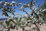 Elaeagnus commutata. Часть ветви с плодами. Ленинградская обл., Кингисеппский р-н, побережье Финского залива. 03.08.2012.