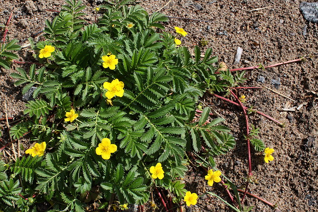 Изображение особи Potentilla anserina.