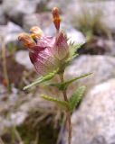 Rhinanthus schischkinii