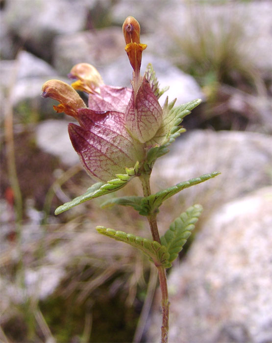 Image of Rhinanthus schischkinii specimen.