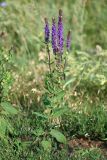 Salvia tesquicola