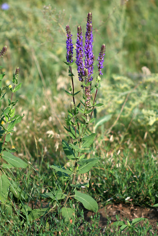 Изображение особи Salvia tesquicola.