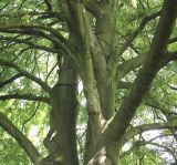 Fagus sylvatica разновидность laciniata. Ветви кроны старого дерева. Германия, г. Krefeld, в ботаническом саду. 31.07.2012.
