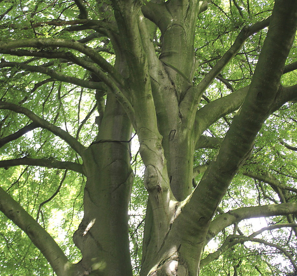 Image of Fagus sylvatica var. laciniata specimen.