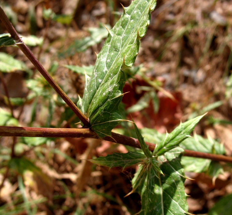 Изображение особи Cousinia coronata.