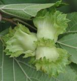 Corylus heterophylla. Плоды. Хабаровский край, окр. села Галкино. 29.07.2012.