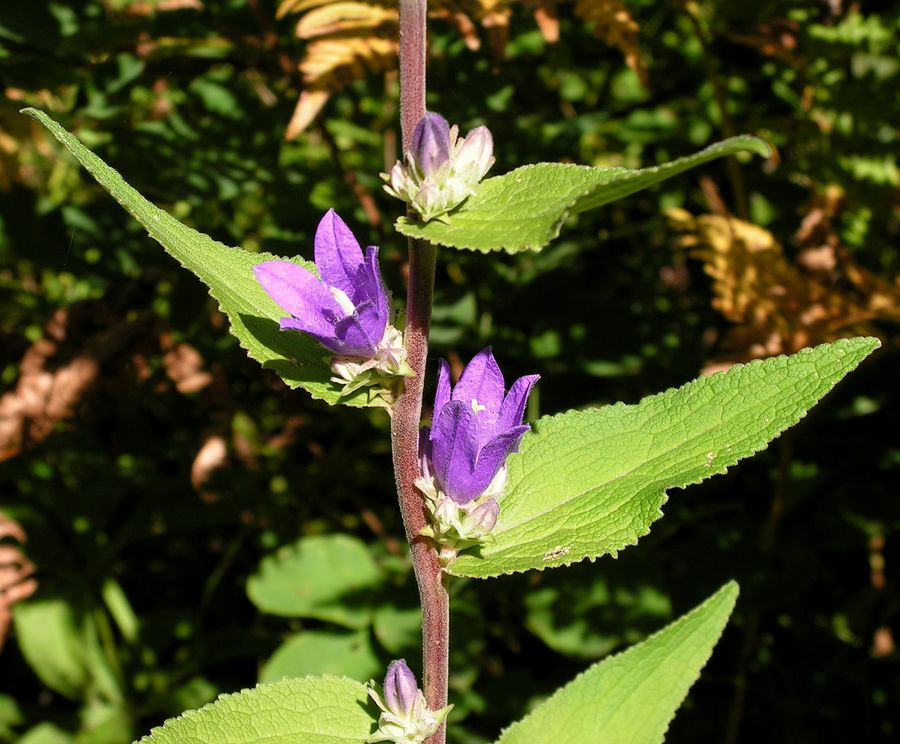 Image of Campanula cephalotes specimen.