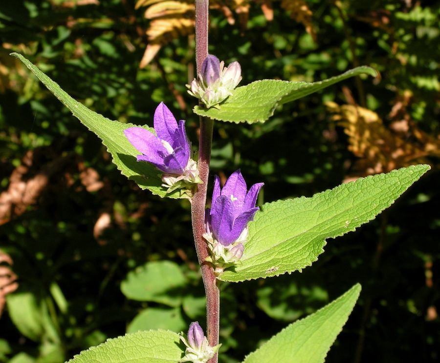 Изображение особи Campanula cephalotes.