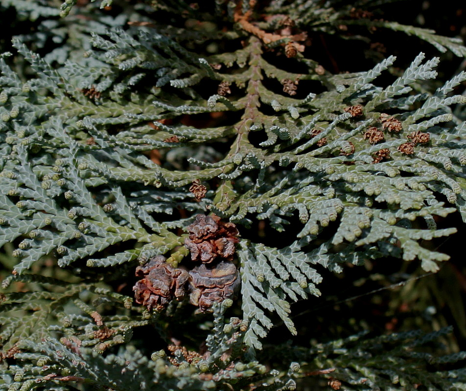 Image of Chamaecyparis lawsoniana specimen.