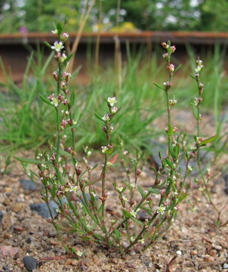 Изображение особи Polygonum aviculare.