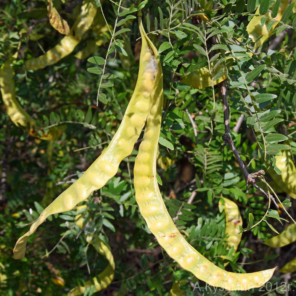 Изображение особи Gleditsia triacanthos.