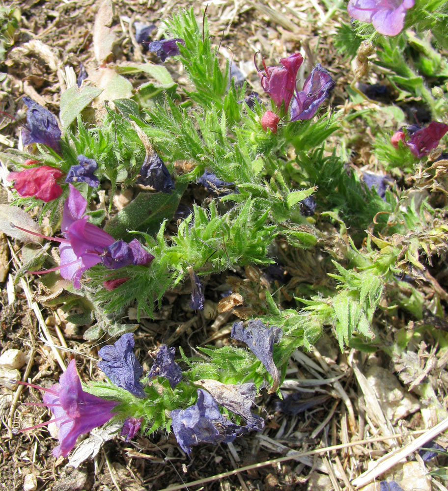 Изображение особи Echium plantagineum.