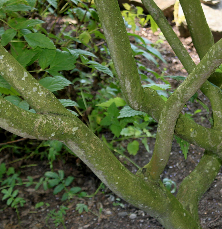 Image of Vitex agnus-castus specimen.