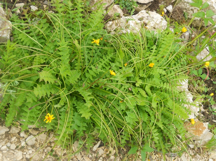 Изображение особи Aposeris foetida.