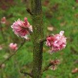 Viburnum &times; bodnantense