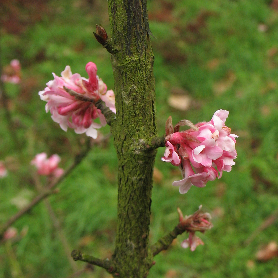 Image of Viburnum &times; bodnantense specimen.