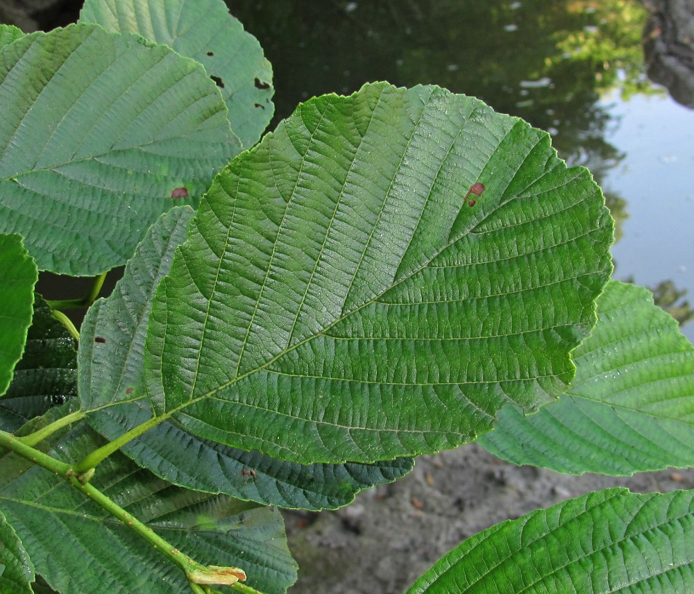 Image of Alnus barbata specimen.