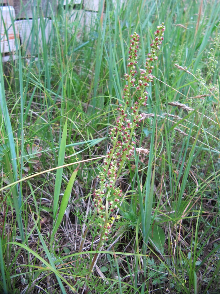 Image of Artemisia commutata specimen.