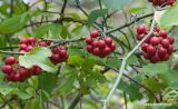 Smilax excelsa