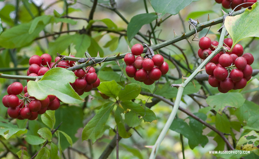 Image of Smilax excelsa specimen.