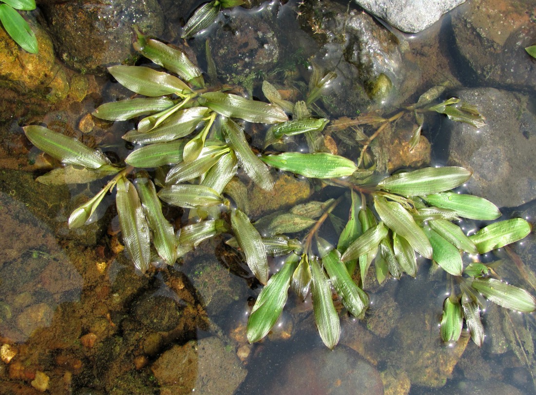 Image of Potamogeton &times; prussicus specimen.