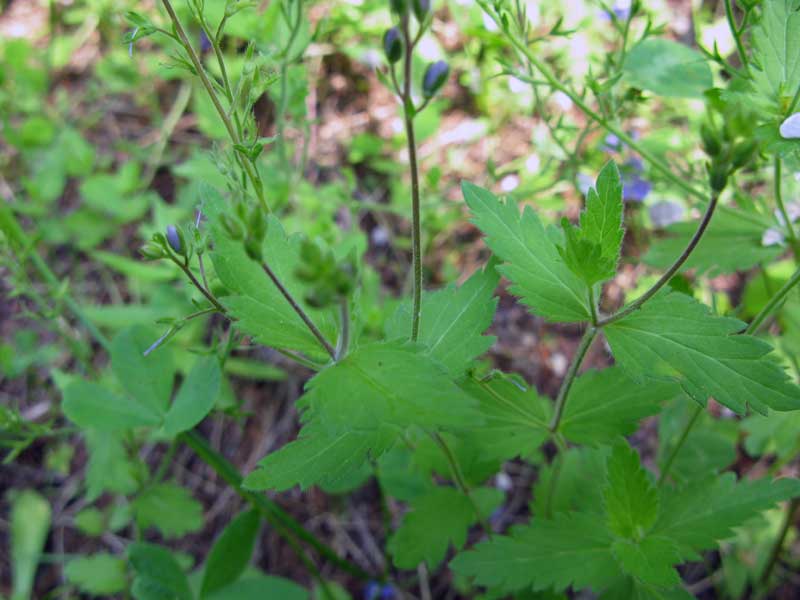 Image of Veronica chamaedrys specimen.