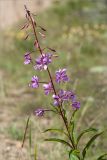 Chamaenerion angustifolium. Верхушка цветущего растения. Ленинградская обл., Лужский р-н, окр. дер. Сяберо, обочина грунтовой дороги. 30.06.2012.