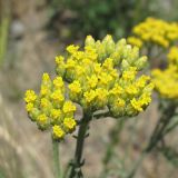 Achillea micrantha