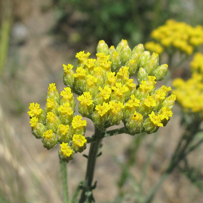 Image of Achillea micrantha specimen.