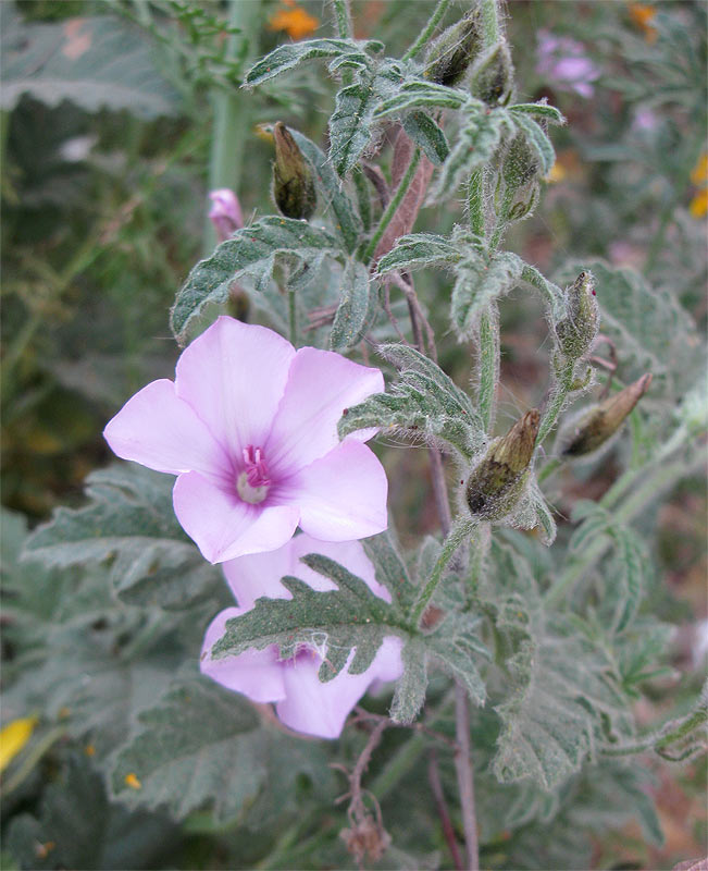 Изображение особи Convolvulus althaeoides.