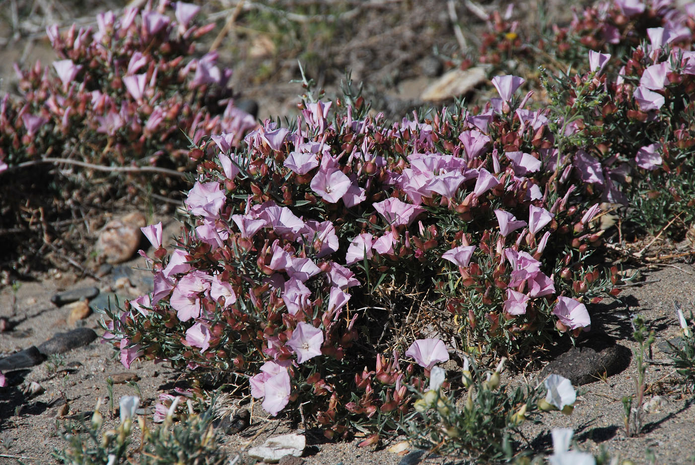 Image of Convolvulus gortschakovii specimen.